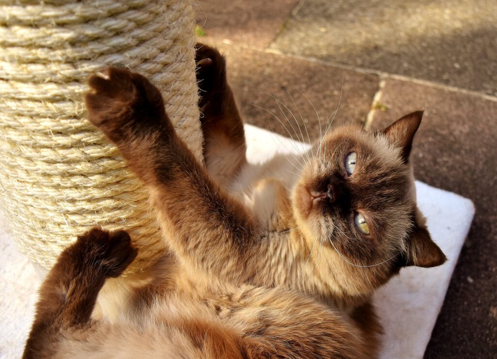 Cat trees are a great, safe way to let felines scratch.