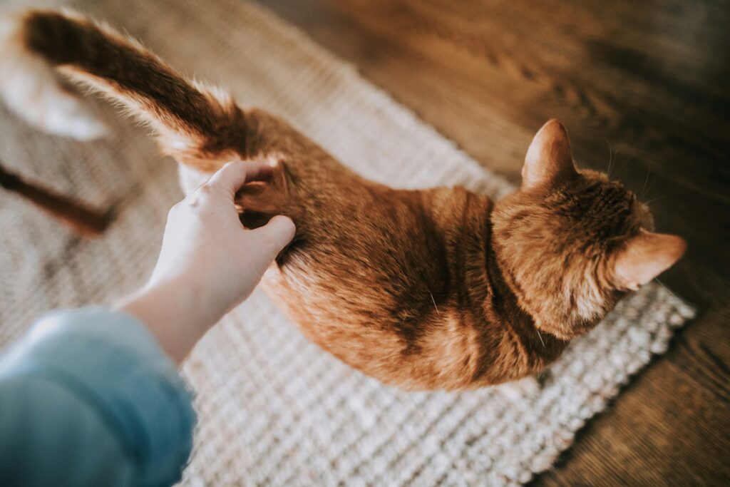 Paying attention to subtle signals, like tail movements, can help humans understand their feline companions better.