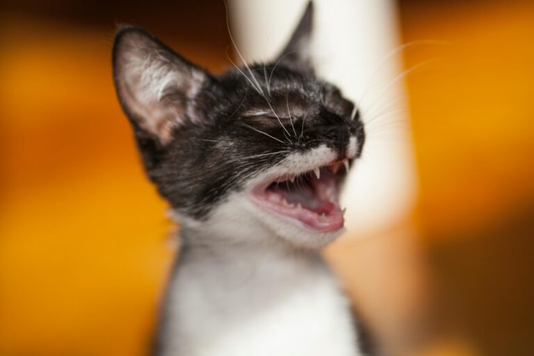 Why Do Cats Meow? Understanding Different Types of Cat Vocalizations