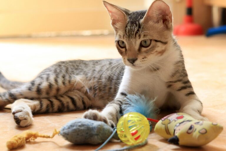 The Ultimate Kitten Care Kit: Must-Have Products for Foster Parents and Adopters