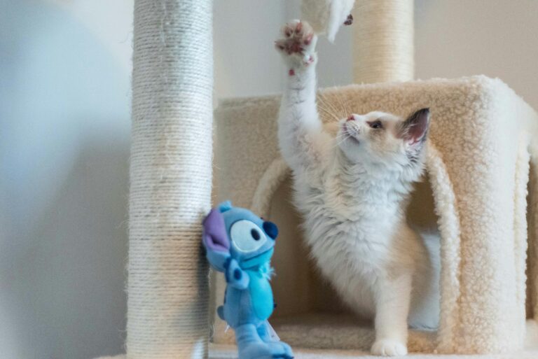 The Ultimate Kitten Playtime Guide: Toys, Games, and Enrichment Activities